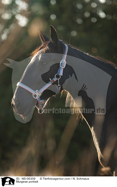Murgese portrait / NS-06309
