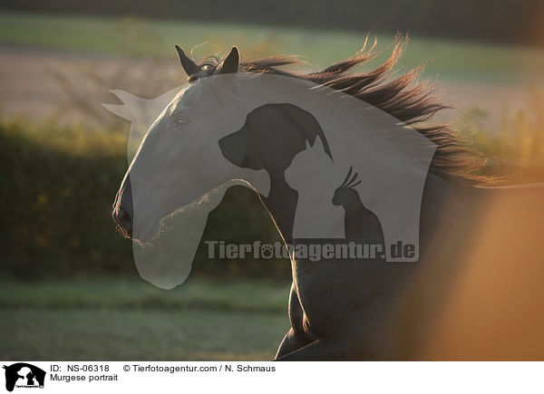 Murgese portrait / NS-06318