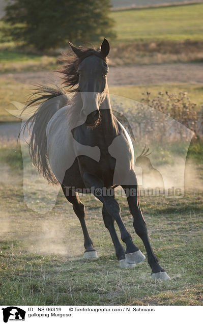 galloping Murgese / NS-06319