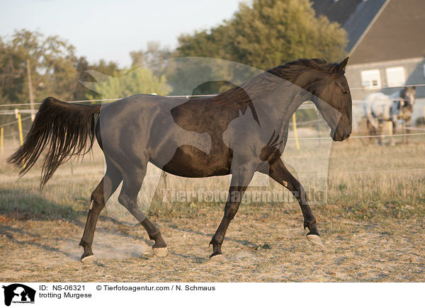 trotting Murgese / NS-06321