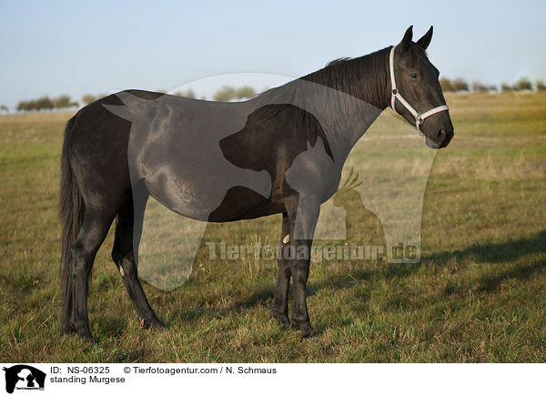 standing Murgese / NS-06325