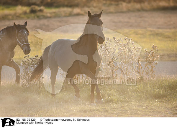 Murgese with Noriker Horse / NS-06329