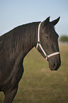 Murgese portrait