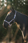 Murgese portrait