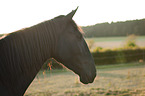 Murgese portrait