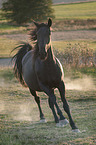 galloping Murgese