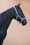 Murgese portrait