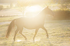 trotting Murgese
