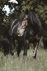 Murgese horse