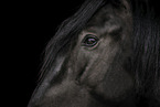 Murgese horse