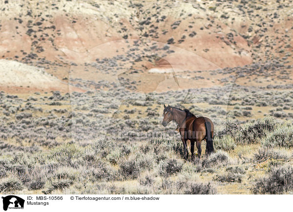 Mustangs / Mustangs / MBS-10566