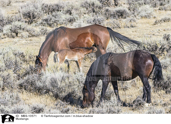 Mustangs / Mustangs / MBS-10571