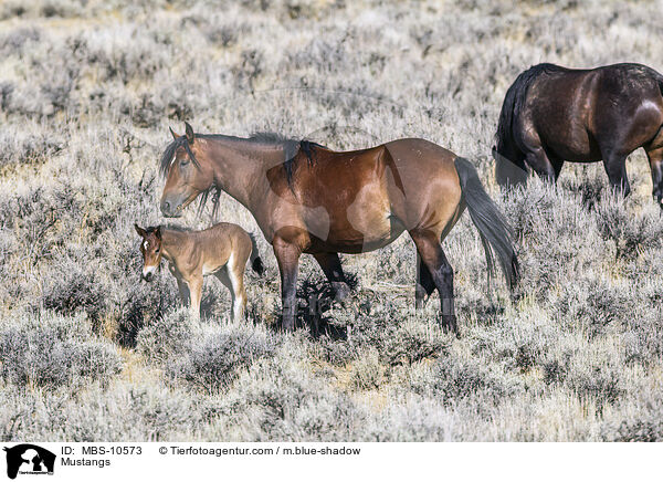 Mustangs / Mustangs / MBS-10573