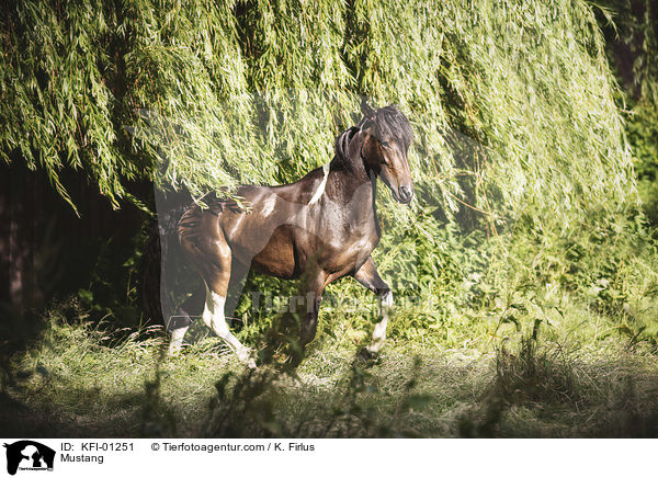 Mustang / Mustang / KFI-01251