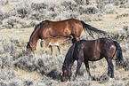 Mustangs