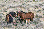 Mustangs
