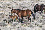 Mustangs