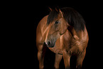 Mustang Portrait