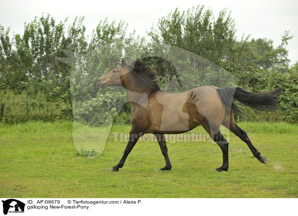 galloping New-Forest-Pony / AP-08679