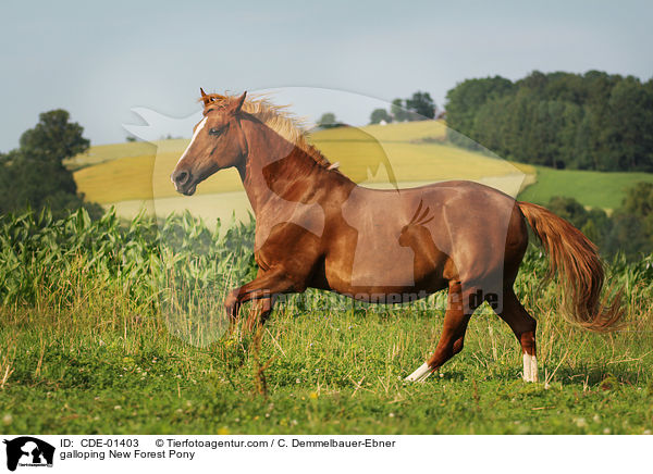 galloping New Forest Pony / CDE-01403