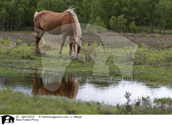 New Forest Pony / New Forest Pony / JM-03579