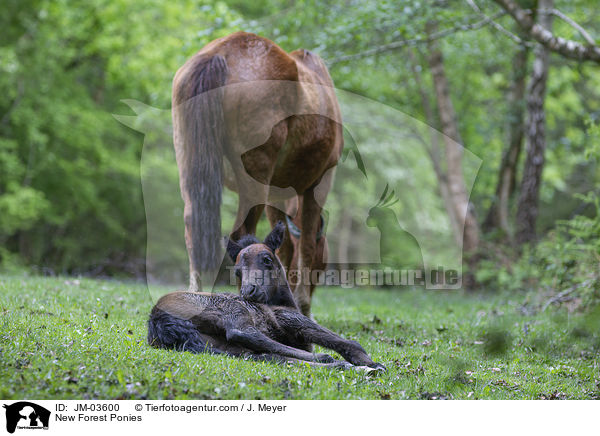 New Forest Ponies / New Forest Ponies / JM-03600