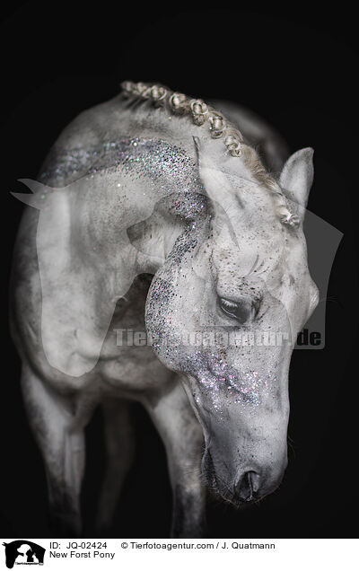 New Forst Pony / JQ-02424
