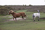 New Forest Ponies