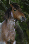 New Forest Pony Portrait