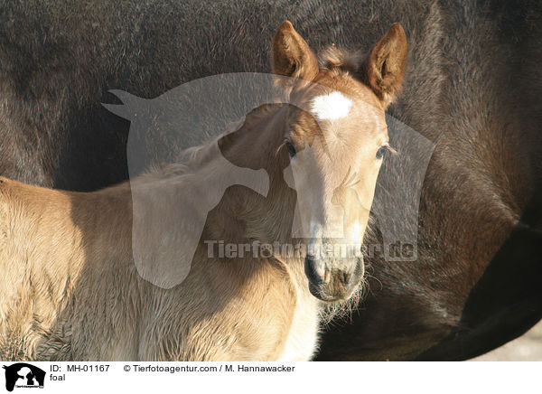 foal / MH-01167
