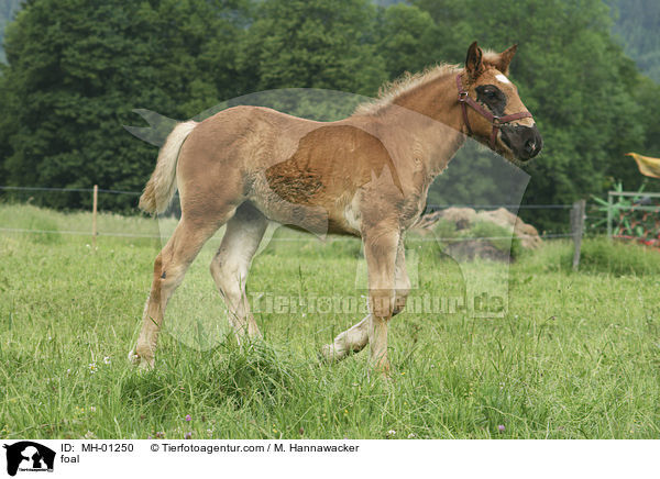 foal / MH-01250