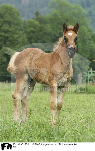 foal / MH-01251