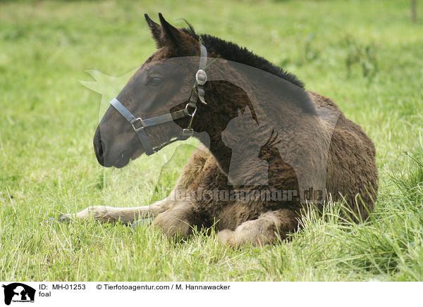 Noriker Fohlen / foal / MH-01253