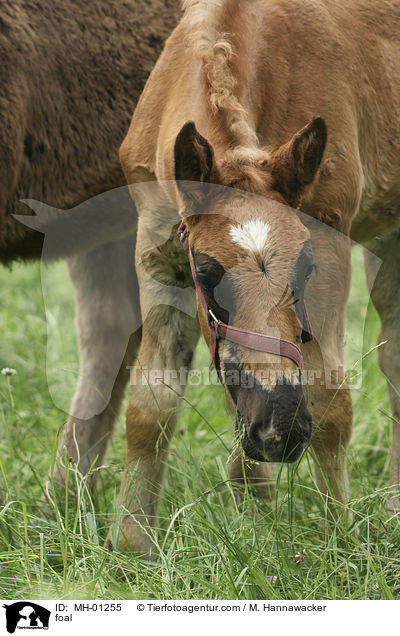 foal / MH-01255