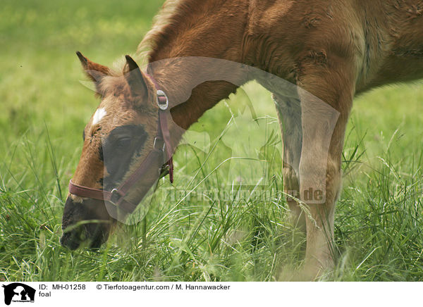 Noriker Fohlen / foal / MH-01258