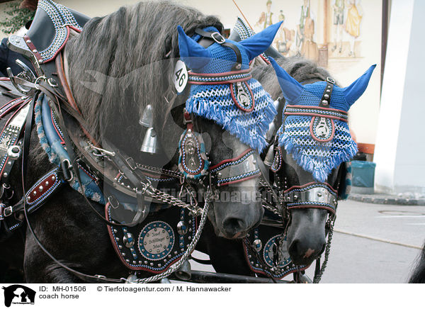 coach horse / MH-01506