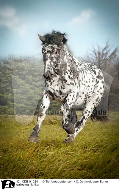 galloping Noriker / CDE-01924