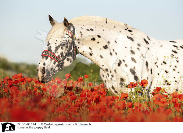 Noriker im Mohnfeld / horse in the poppy field / VJ-01194