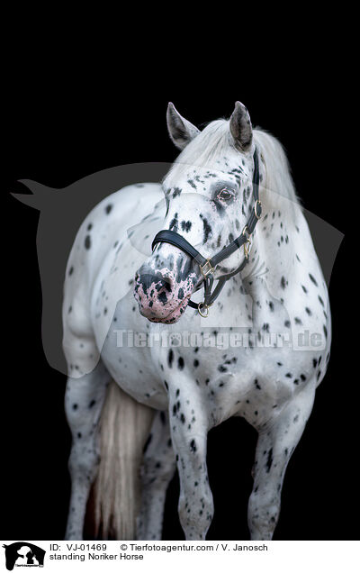 standing Noriker Horse / VJ-01469