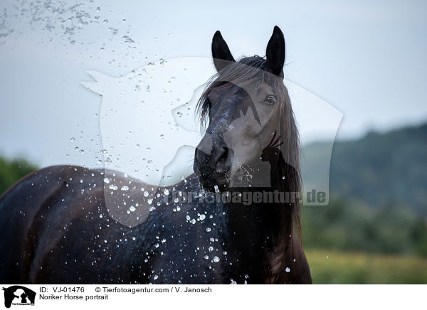 Noriker Horse portrait / VJ-01476