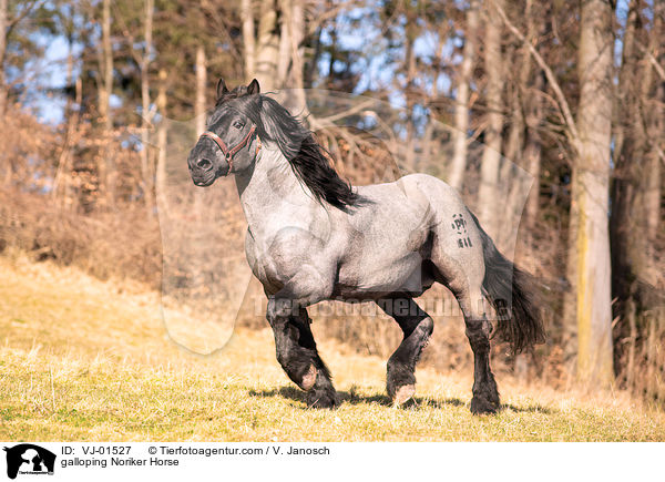 galloping Noriker Horse / VJ-01527