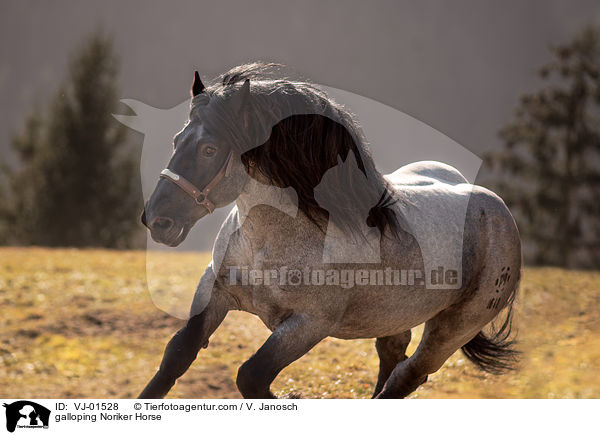 galloping Noriker Horse / VJ-01528