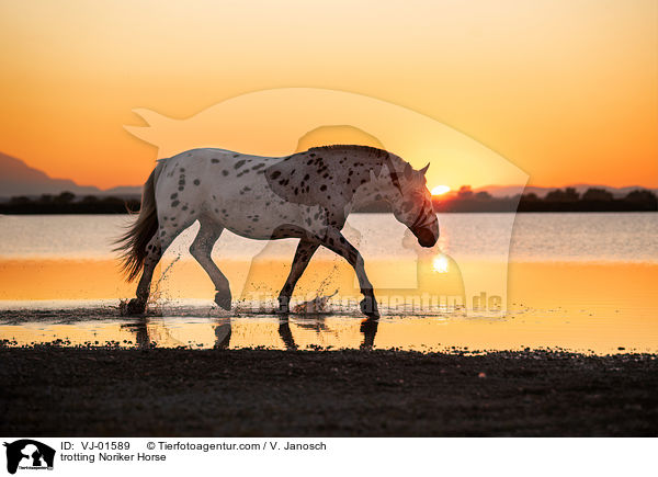 trotting Noriker Horse / VJ-01589