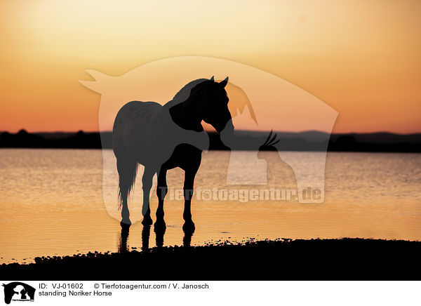 stehender Noriker / standing Noriker Horse / VJ-01602