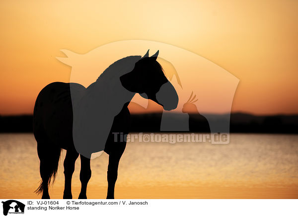stehender Noriker / standing Noriker Horse / VJ-01604