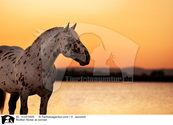 Noriker Horse at sunset / VJ-01605