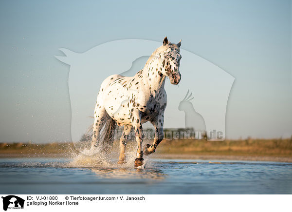 galloping Noriker Horse / VJ-01880