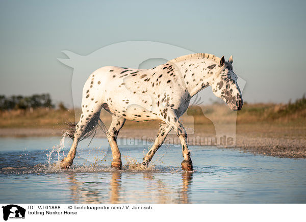 trabender Noriker / trotting Noriker Horse / VJ-01888