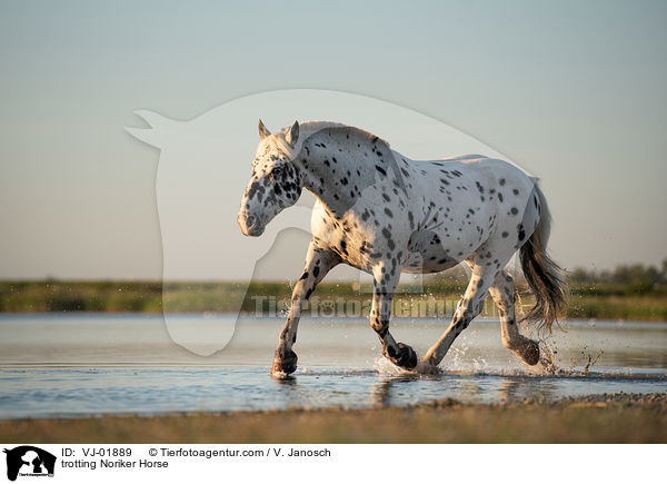 trotting Noriker Horse / VJ-01889