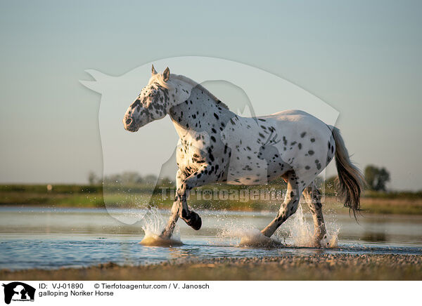 galloping Noriker Horse / VJ-01890
